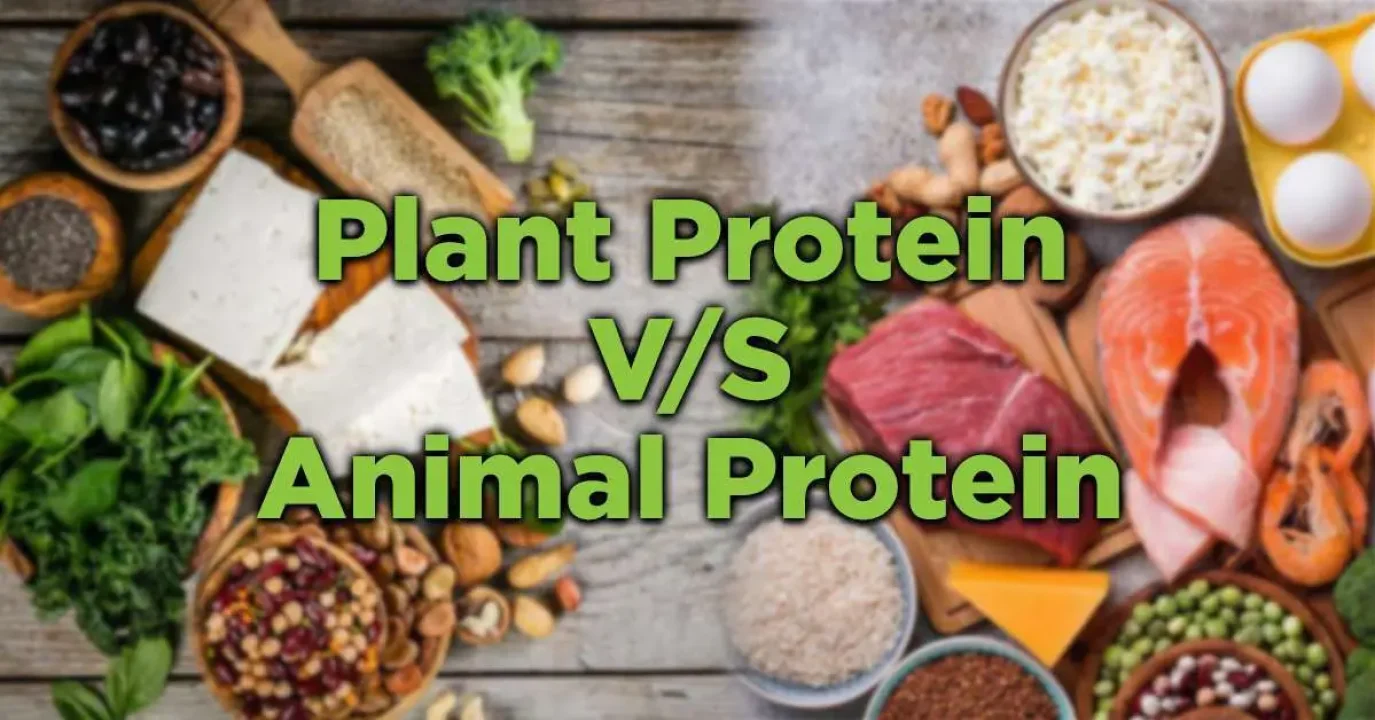 plant vs animal protein